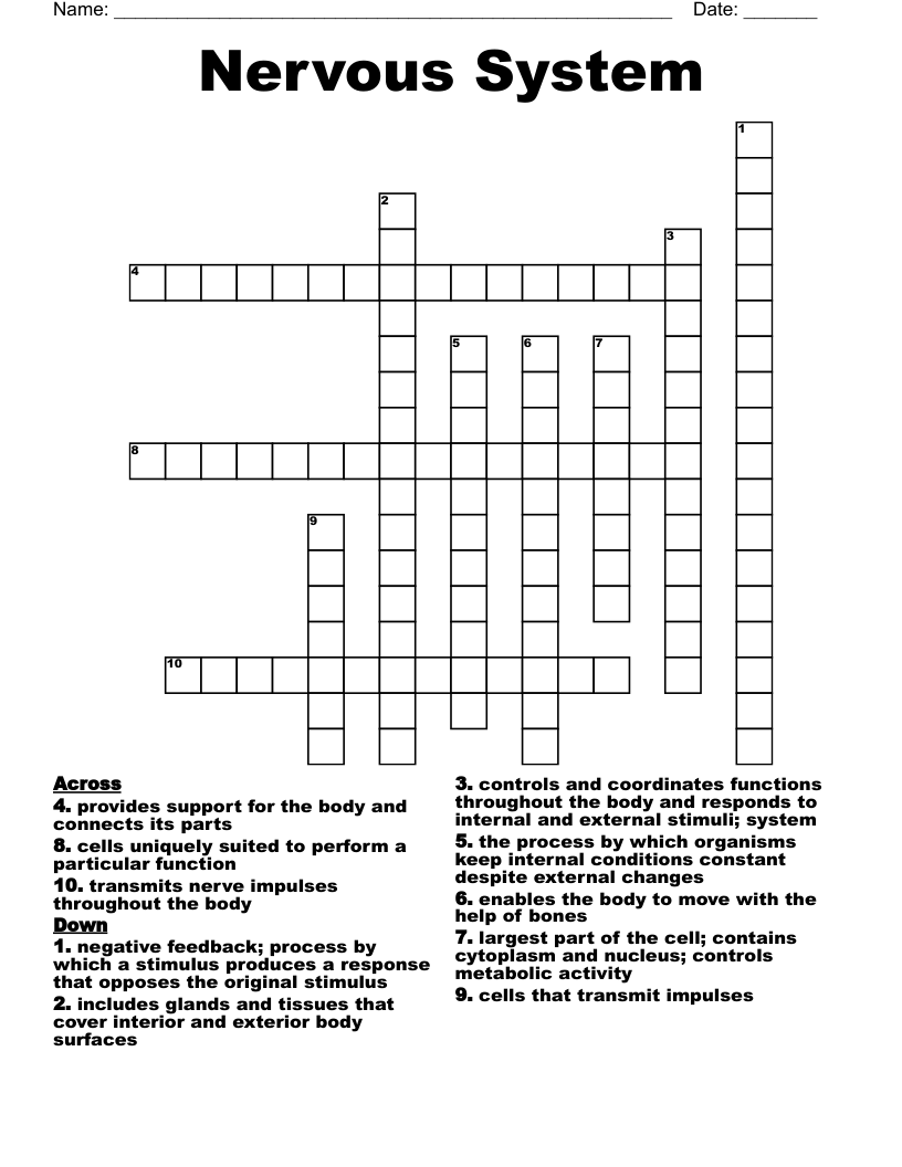 Nervous System Crossword