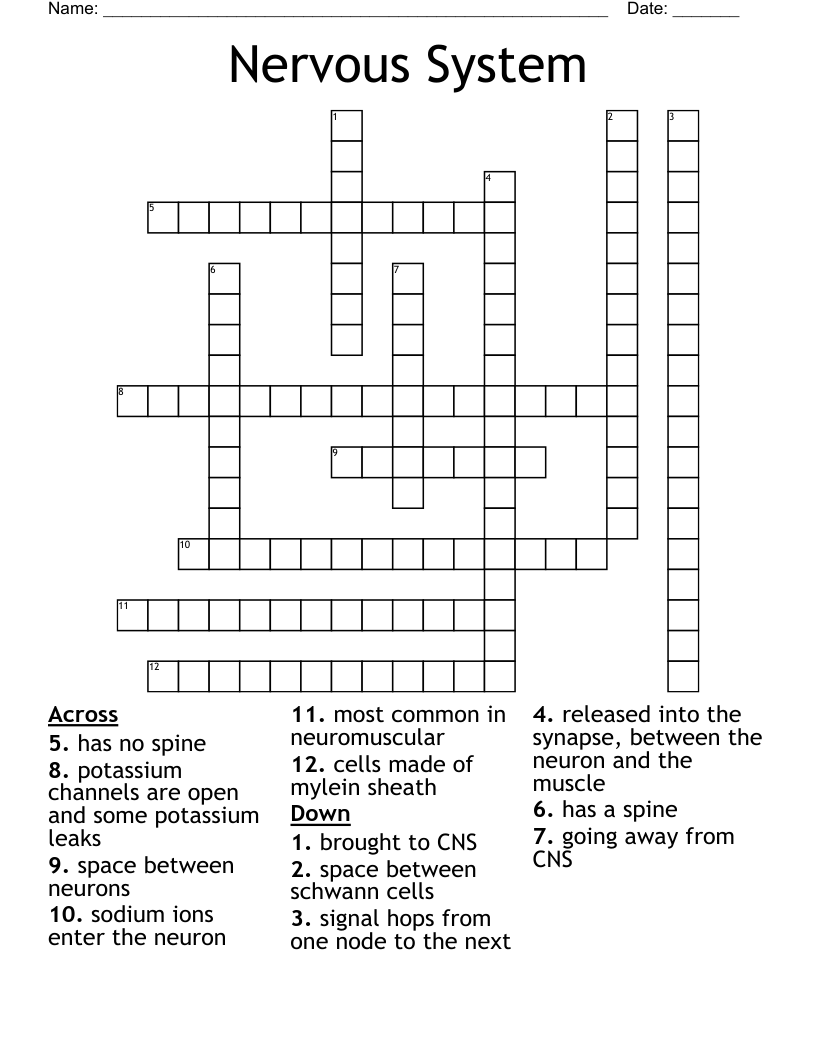 Nervous System Crossword