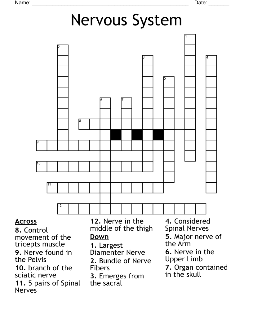 Nervous System Crossword