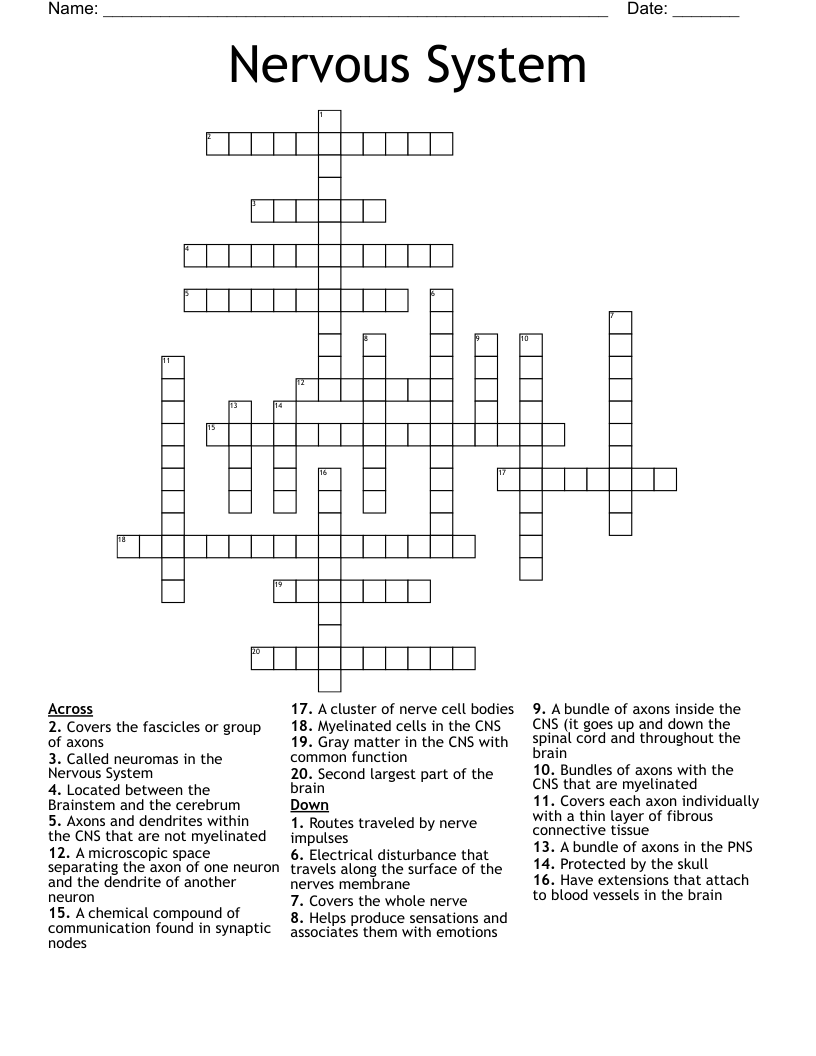 Nervous System Crossword
