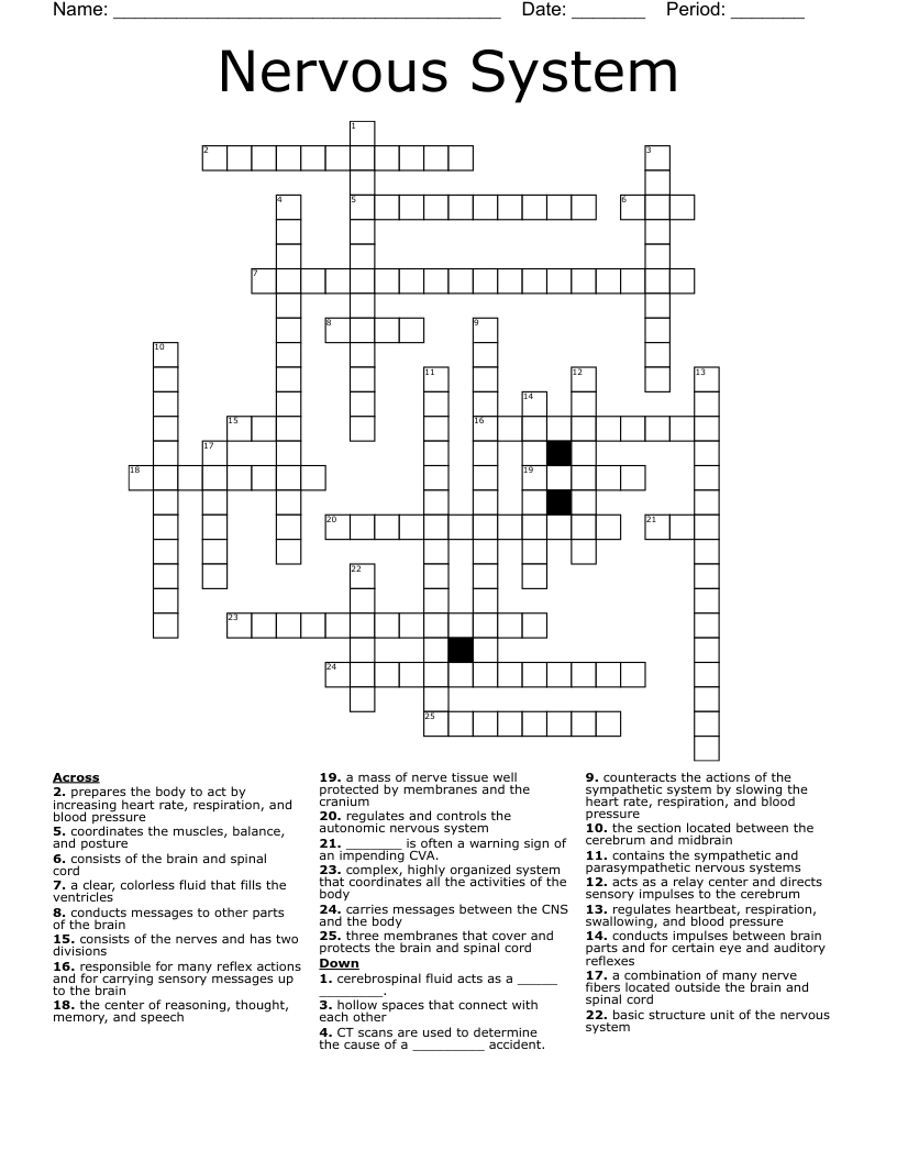 Nervous System Crossword