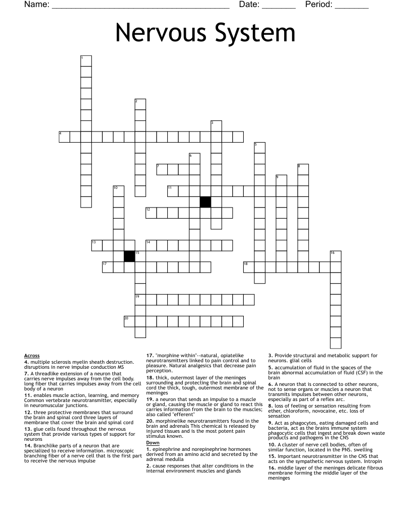 Nervous System Crossword