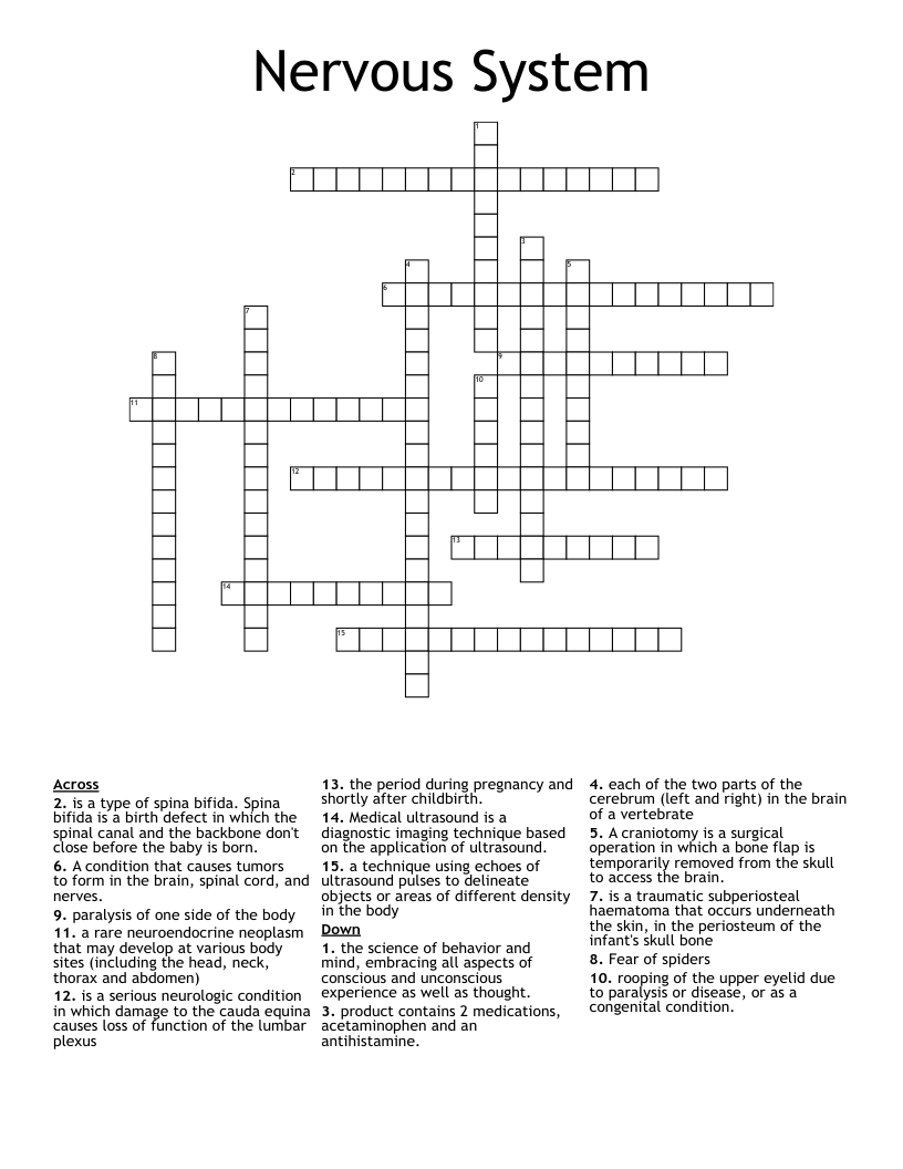 Nervous System Crossword