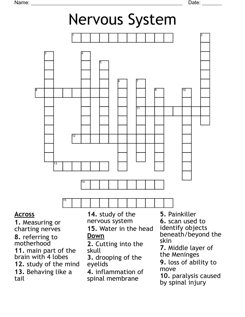 Nervous System Crossword
