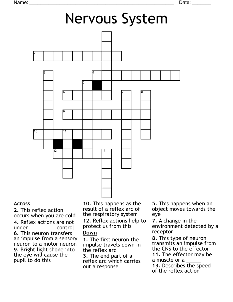 Nervous System Crossword