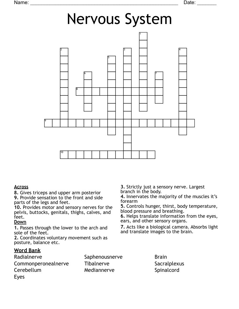 Nervous System Crossword