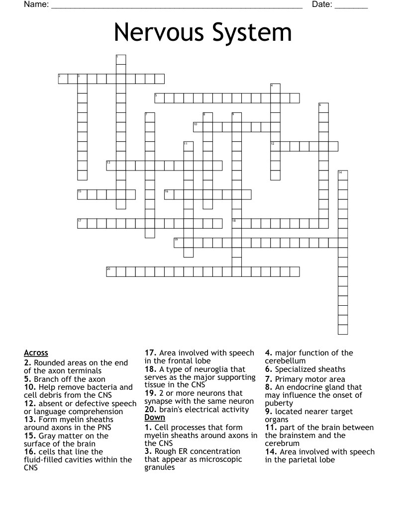 Nervous System Crossword