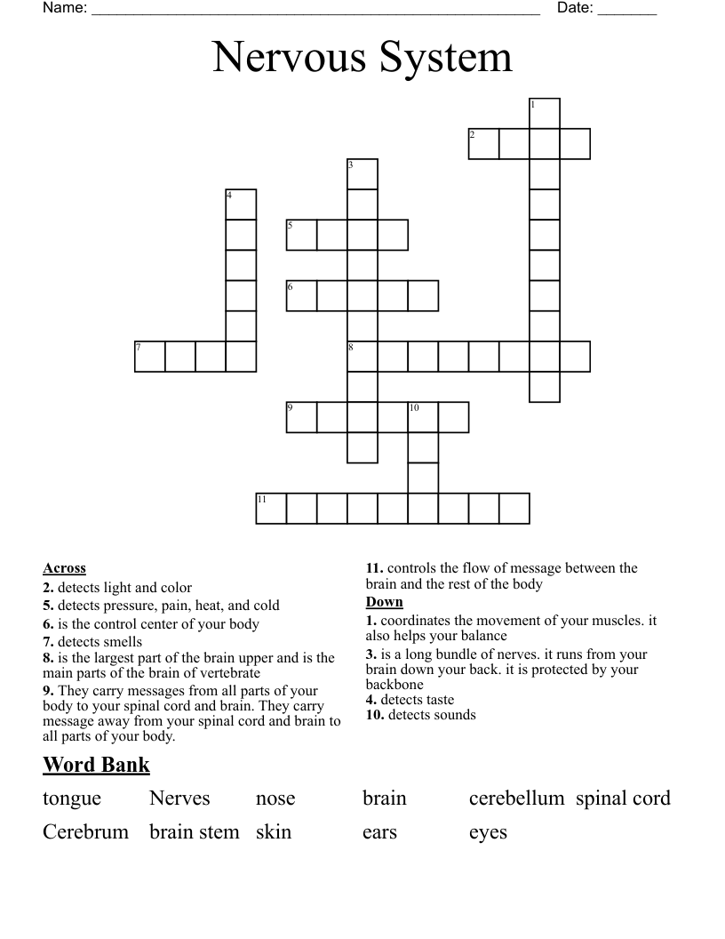 Nervous System Crossword