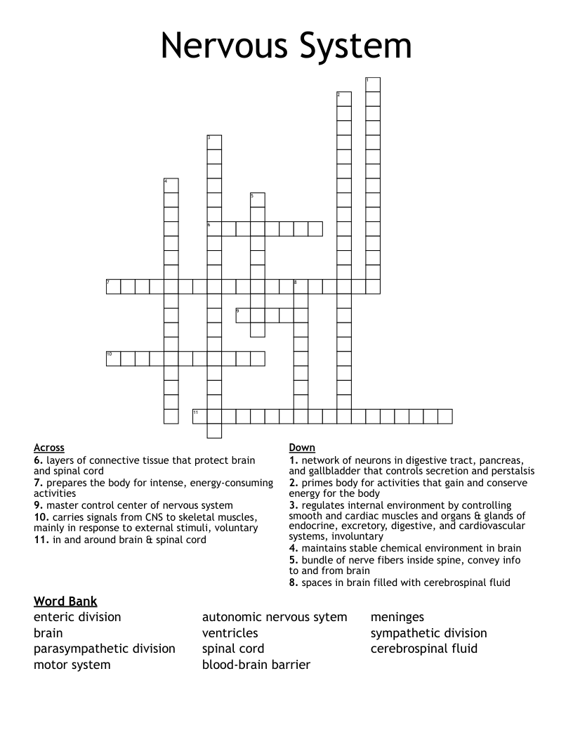 Nervous System Crossword