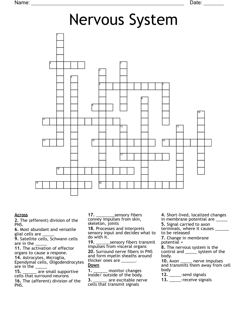 Nervous System Crossword