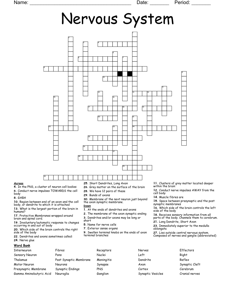 Nervous System Crossword