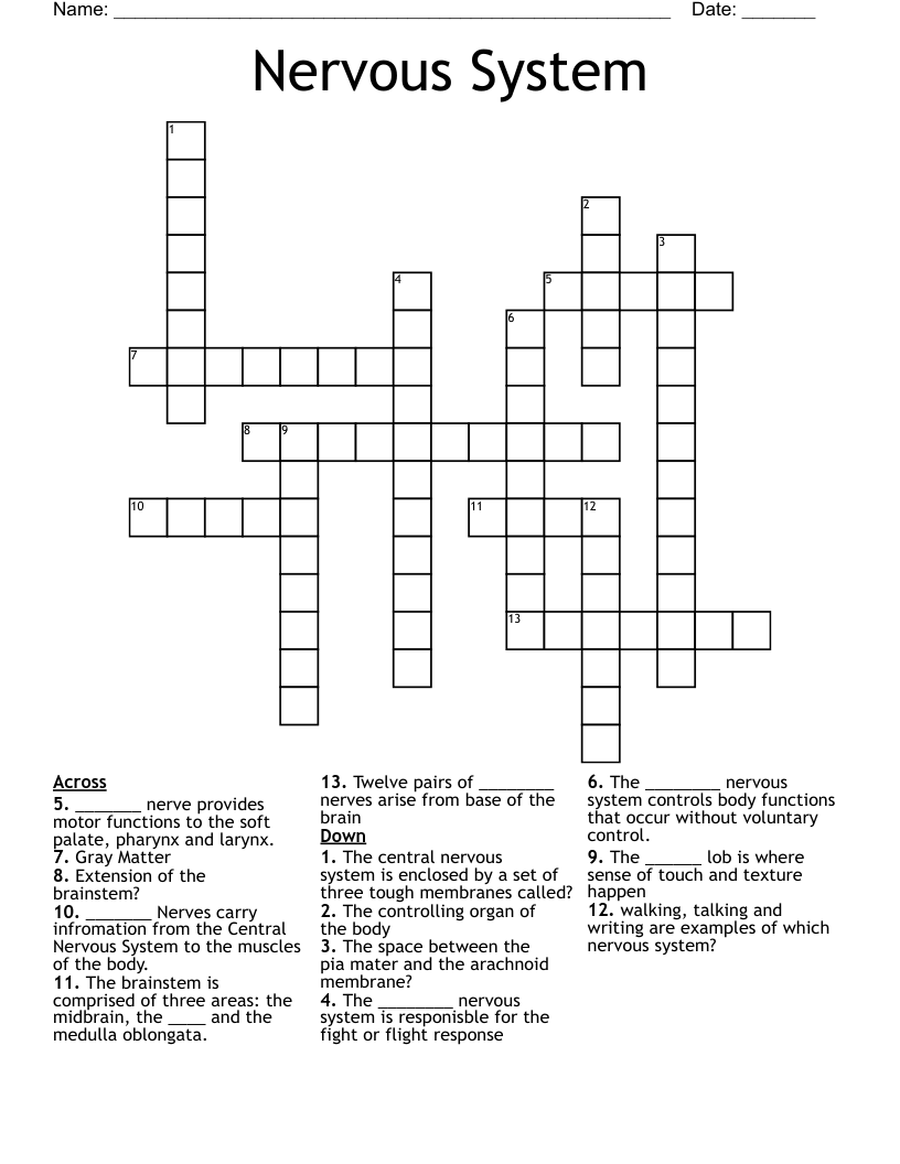 Nervous System Crossword