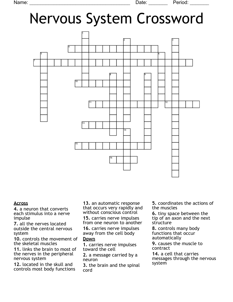 Nervous System Crossword