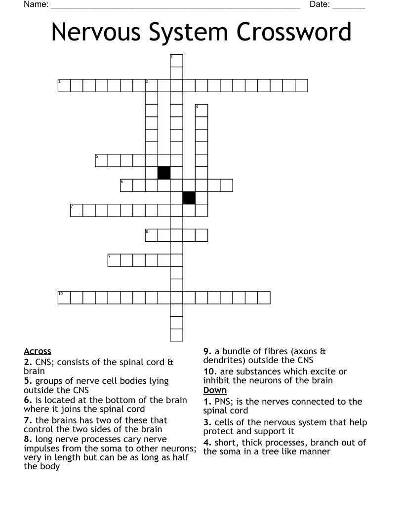Nervous System Crossword