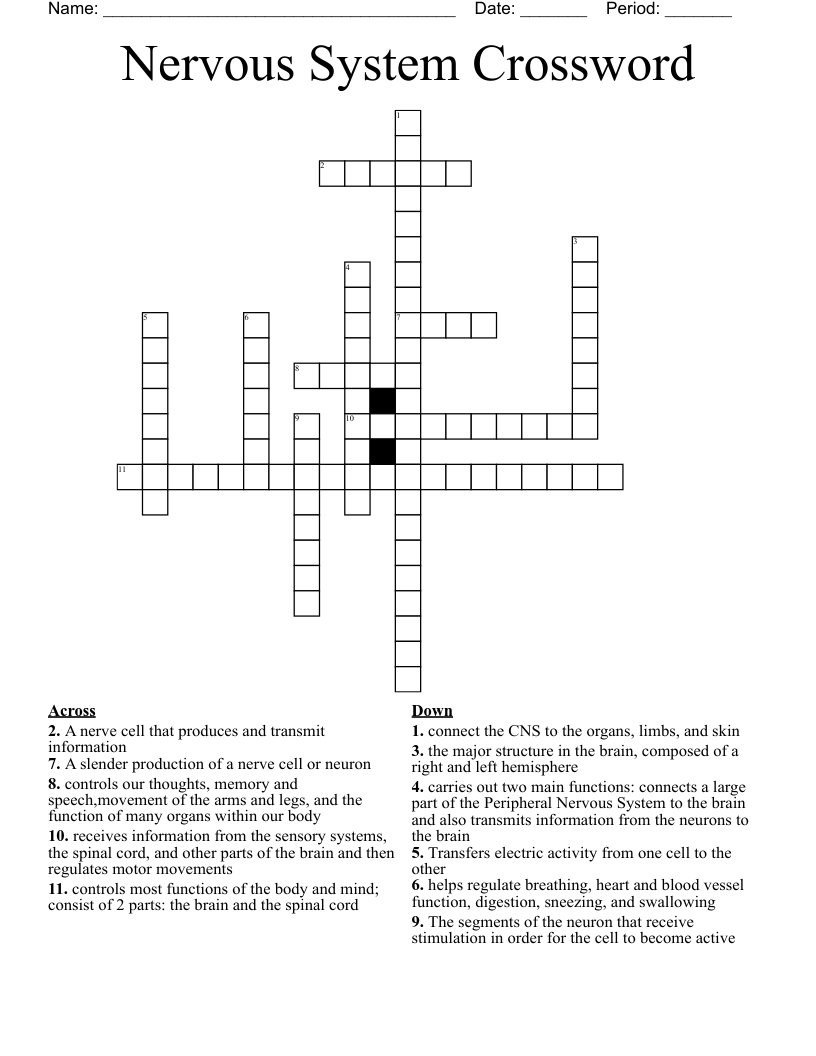 Nervous System Crossword
