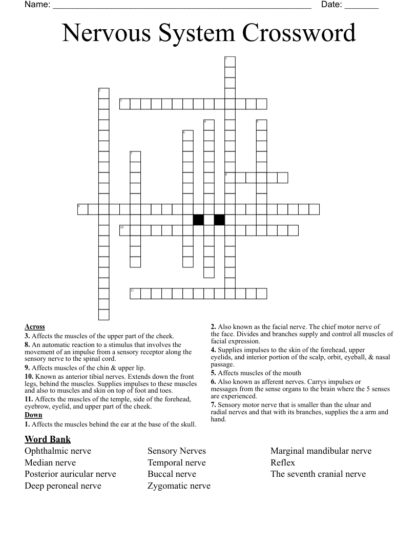 Nervous System Crossword