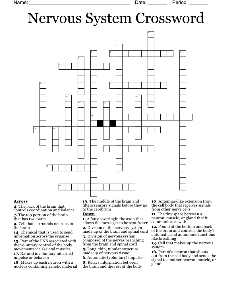 Nervous System Crossword