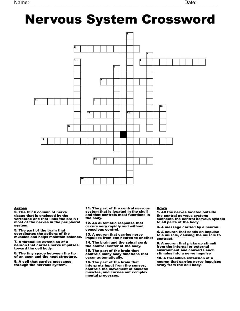 Nervous System Crossword