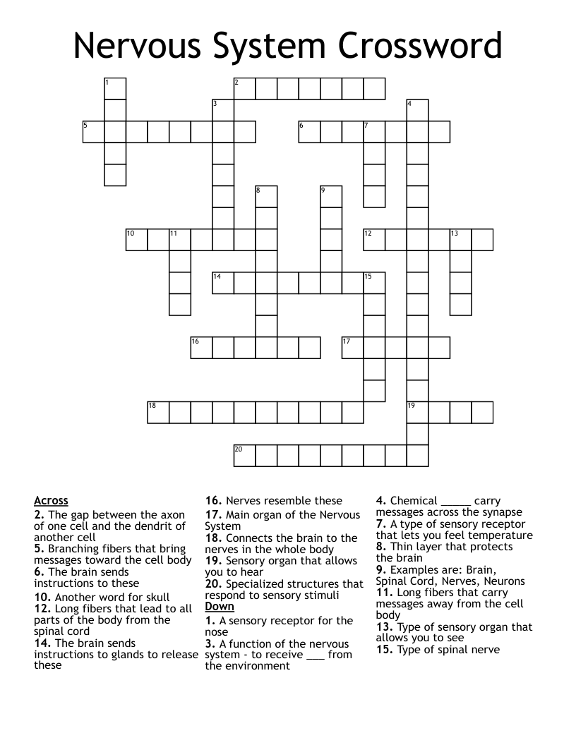 Nervous System Crossword