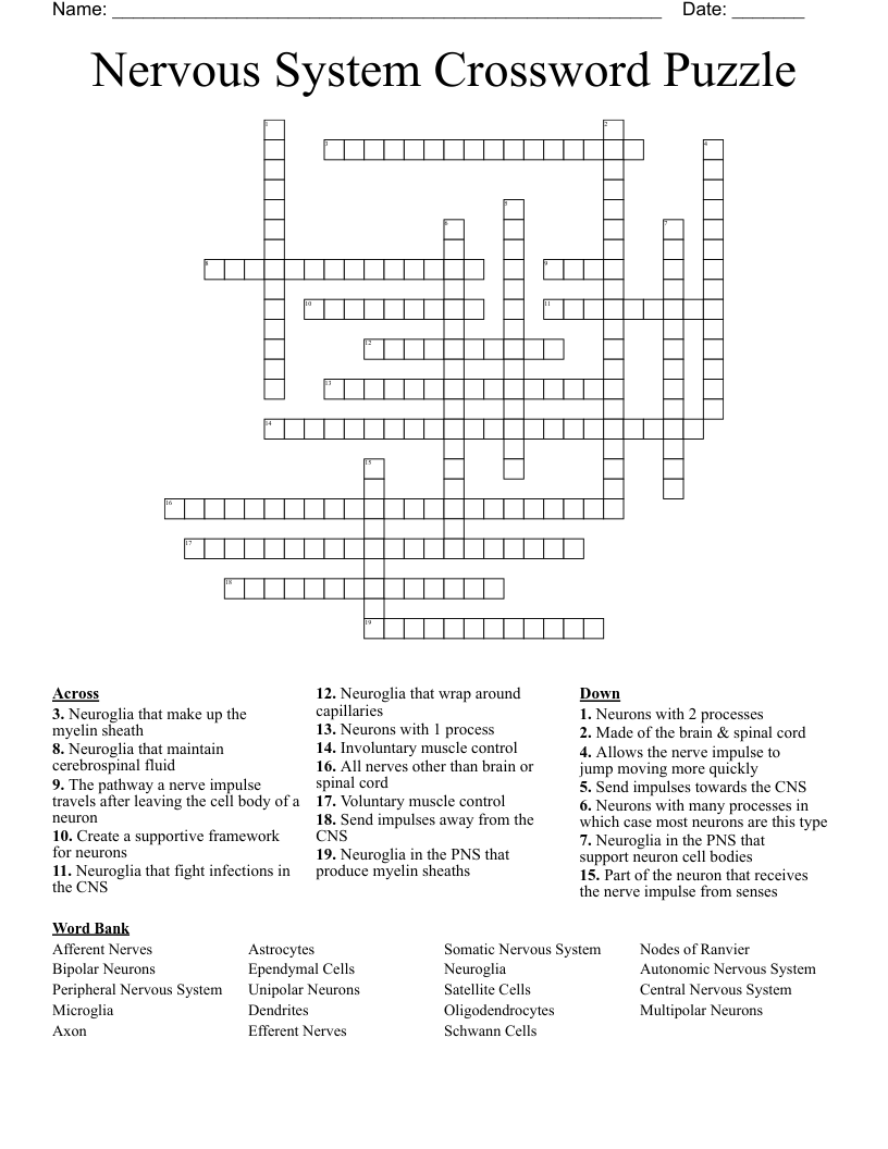 Nervous System Crossword Puzzle