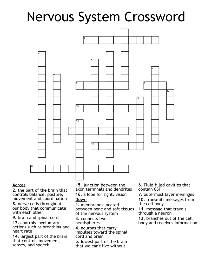 Nervous System Crossword 