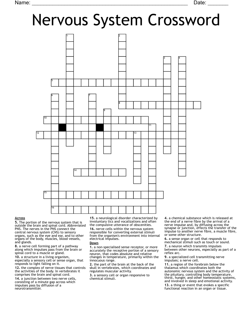 Nervous System Crossword 