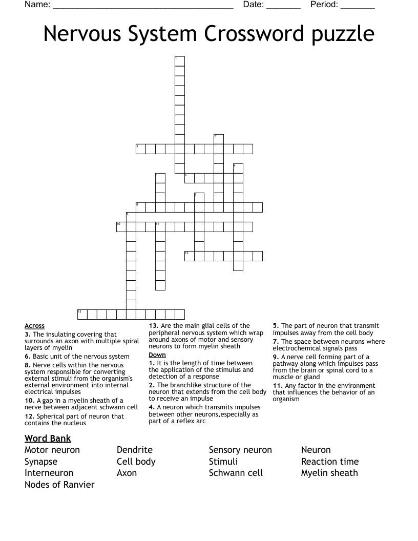 Nervous System Crossword puzzle