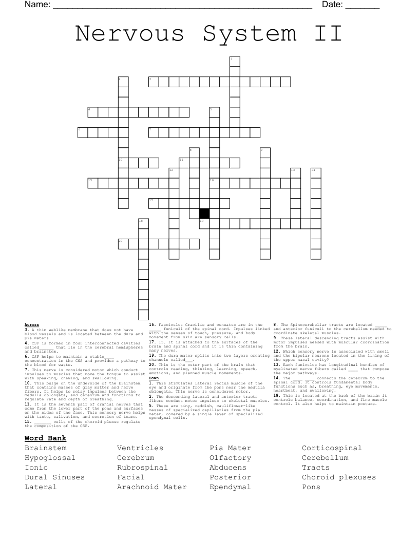 Nervous System II Crossword