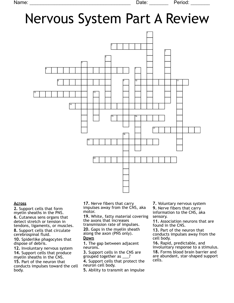 Nervous System Part A Review Crossword