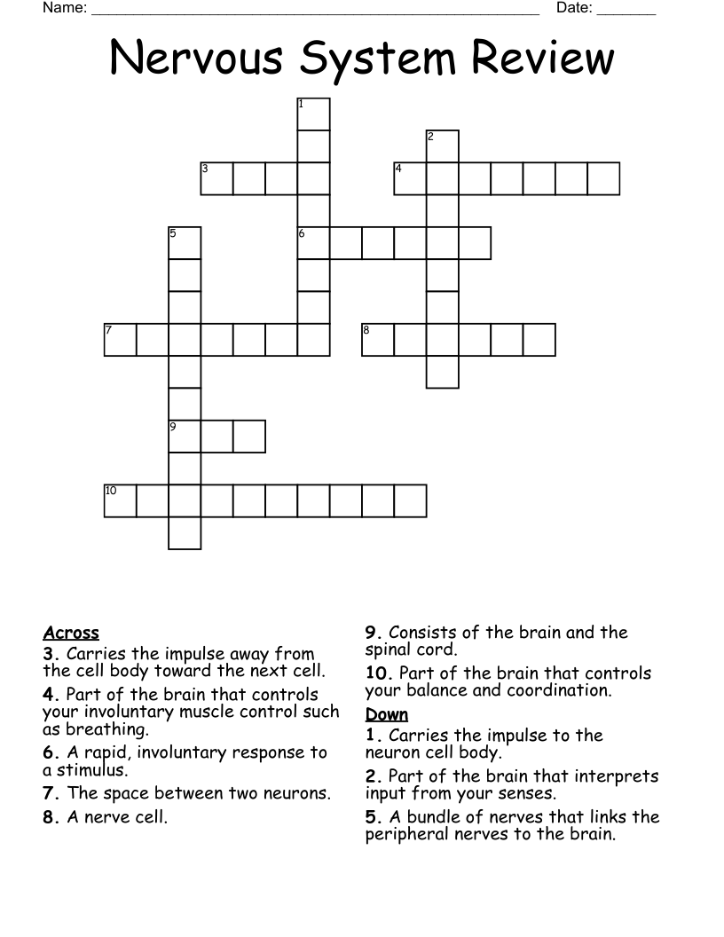 Nervous System Review Crossword
