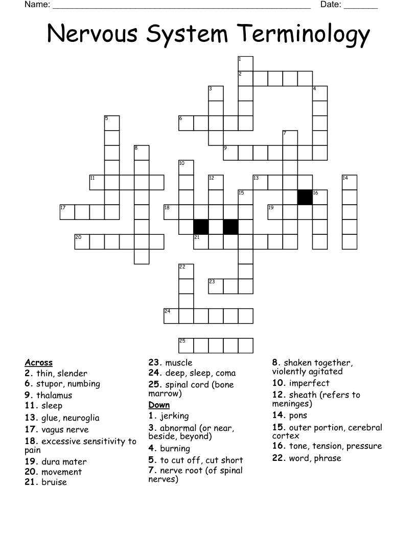 Nervous System Terminology  Crossword
