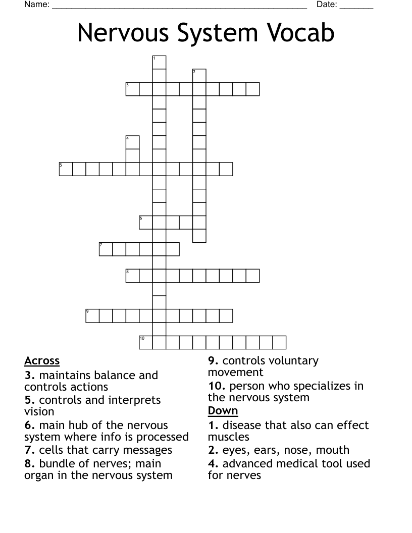 Nervous System Vocab Crossword
