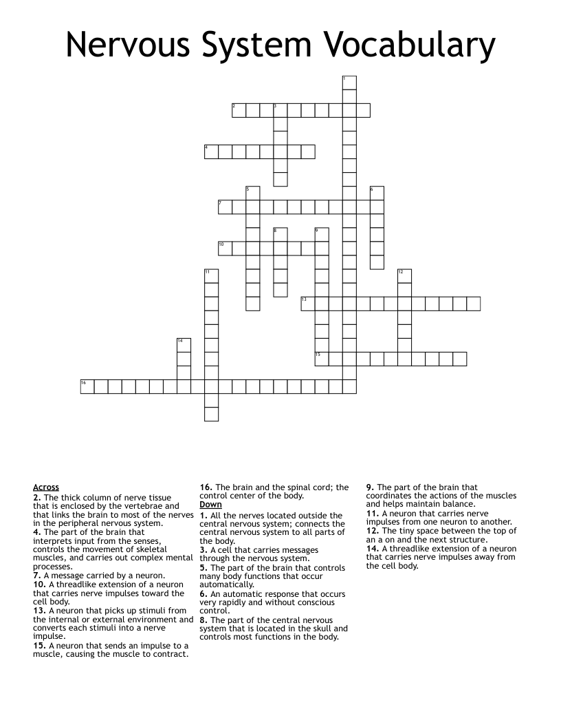 Nervous System Vocabulary Crossword