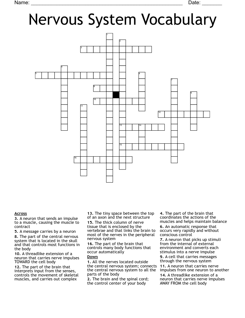 Nervous System Vocabulary Crossword