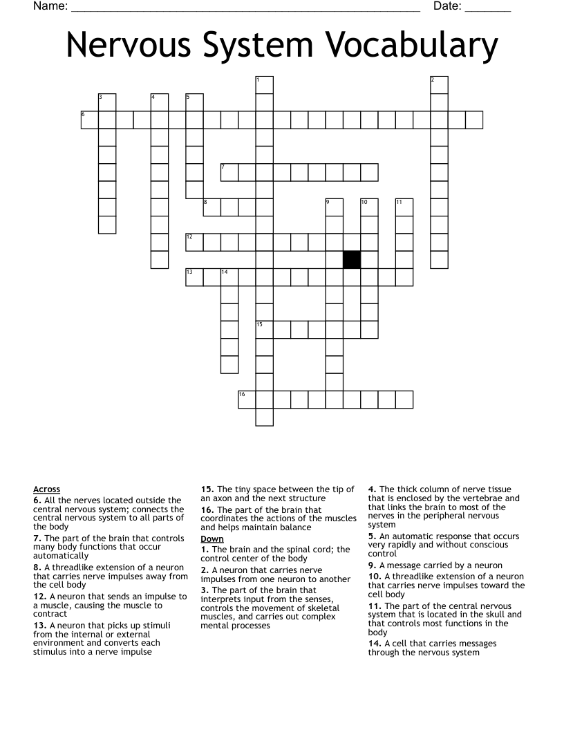 Nervous System Vocabulary Crossword