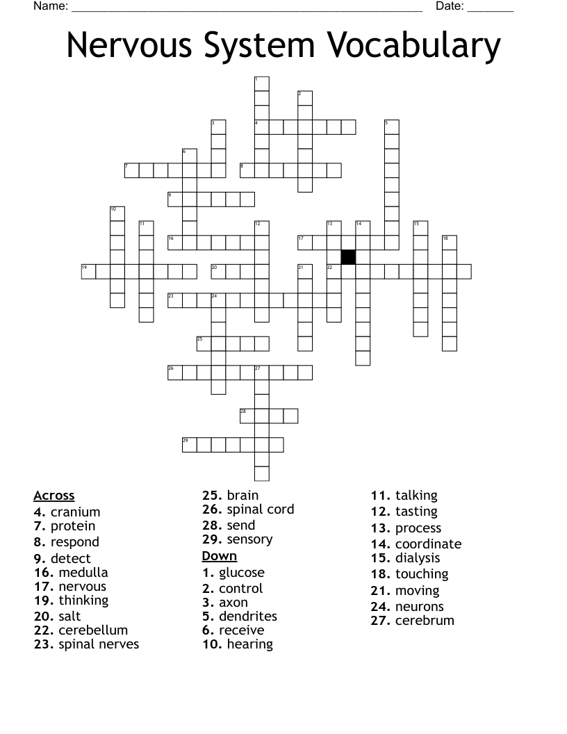Nervous System Vocabulary Crossword