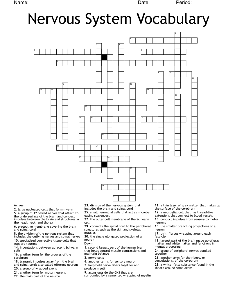 Nervous System Vocabulary Crossword