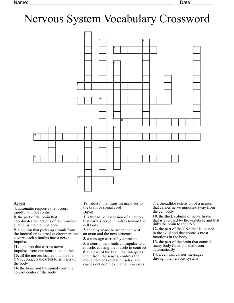 Nervous System Vocabulary Crossword