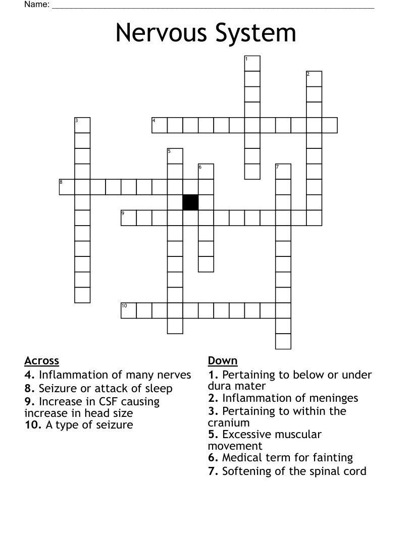 Nervous System  Crossword