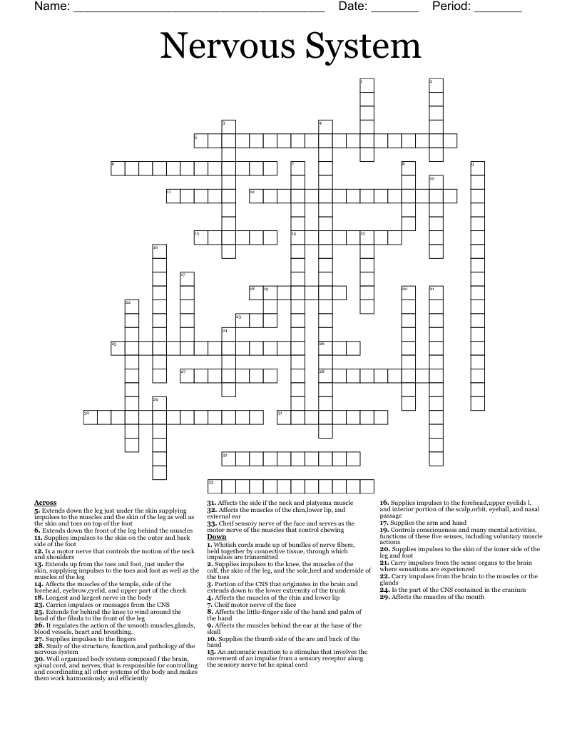 Nervous System  Crossword