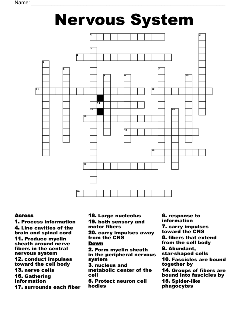 Nervous System  Crossword