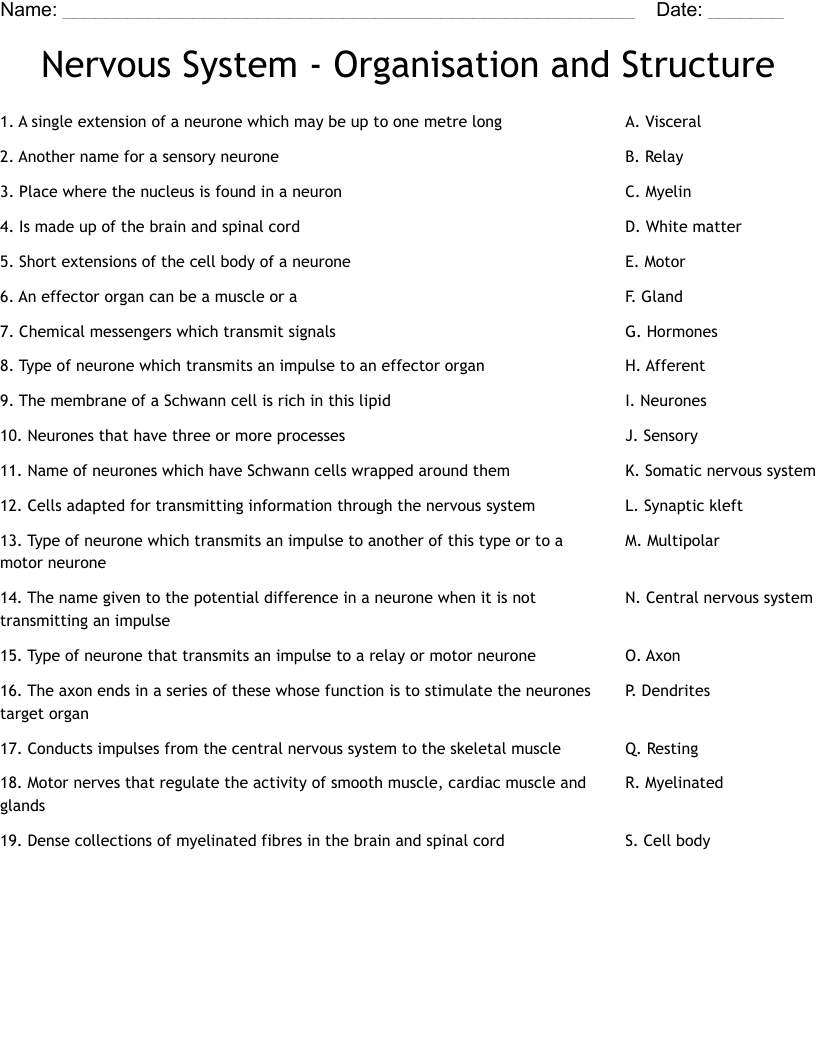 Nervous System - Organisation and Structure Worksheet