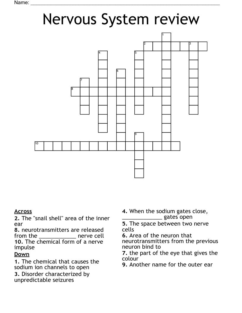Nervous System review Crossword