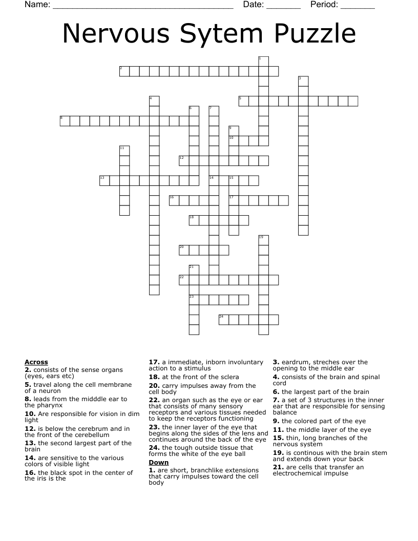 Nervous Sytem Puzzle  Crossword