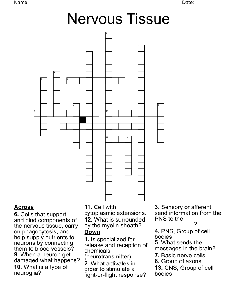 Nervous Tissue  Crossword