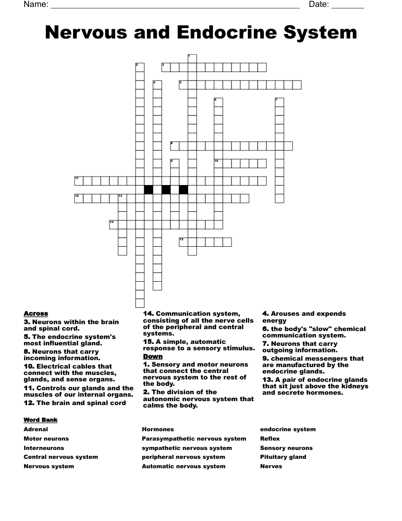 Nervous and Endocrine System  Crossword