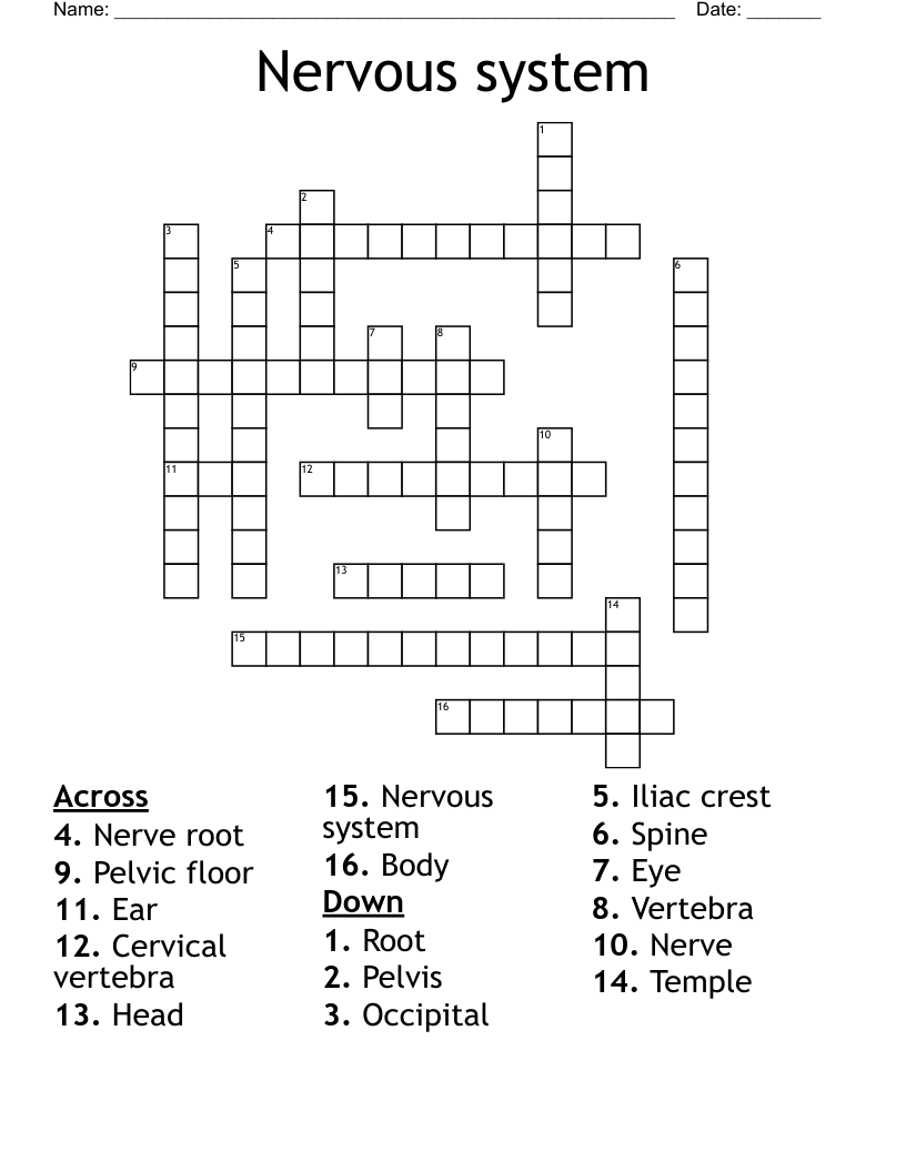Nervous system Crossword