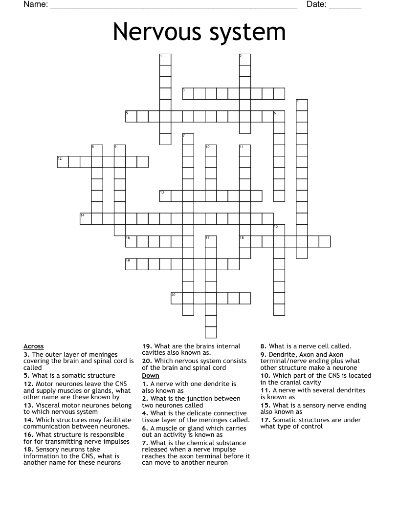 Nervous system Crossword