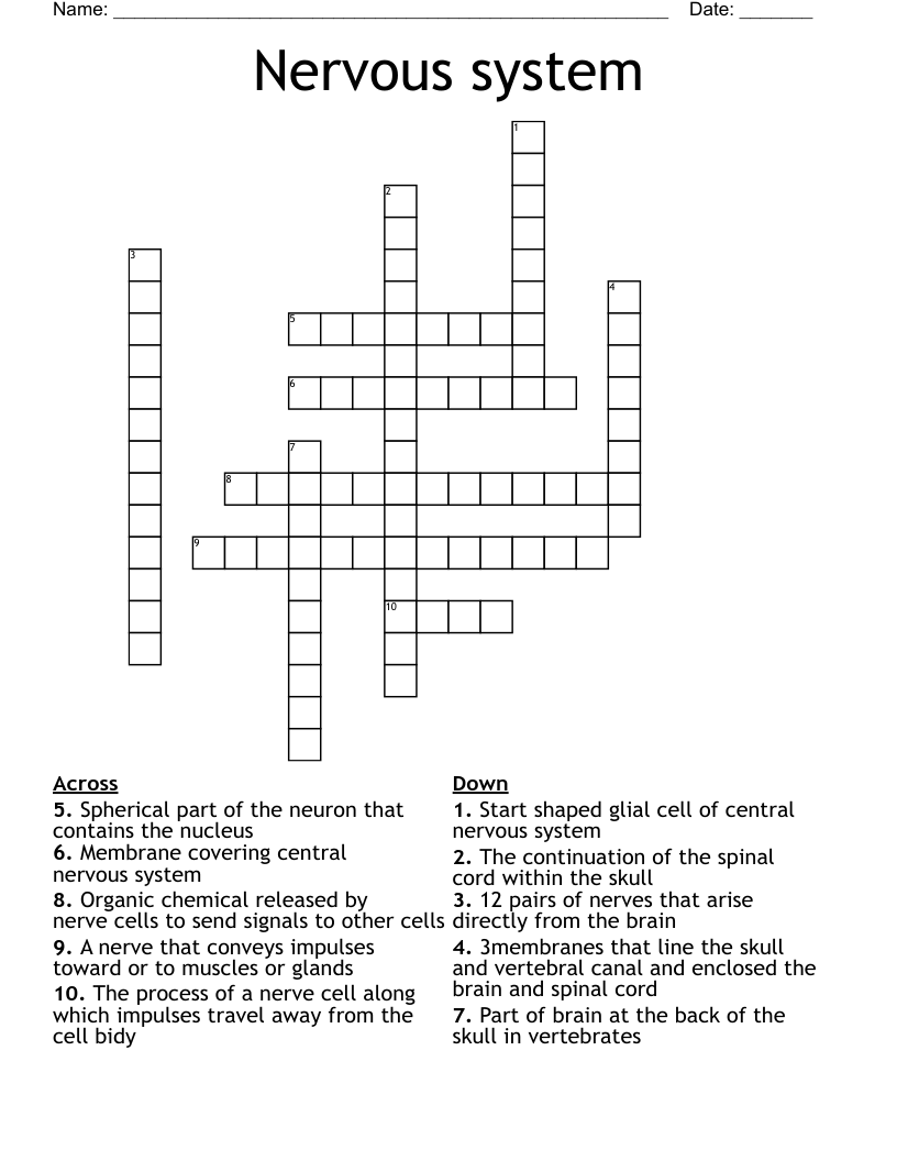 Nervous system Crossword