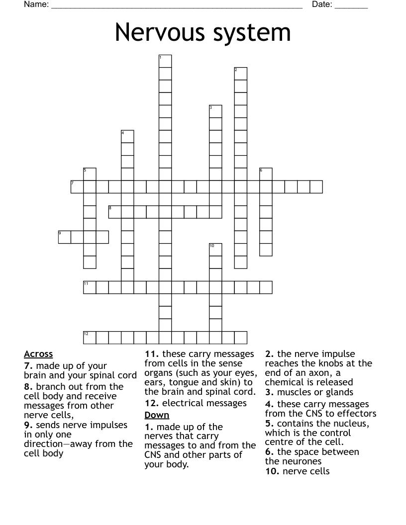 Nervous system Crossword